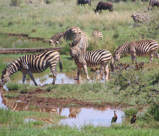 Arusha1