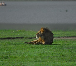 Del Ngorongoro