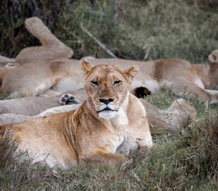 Del Serengeti