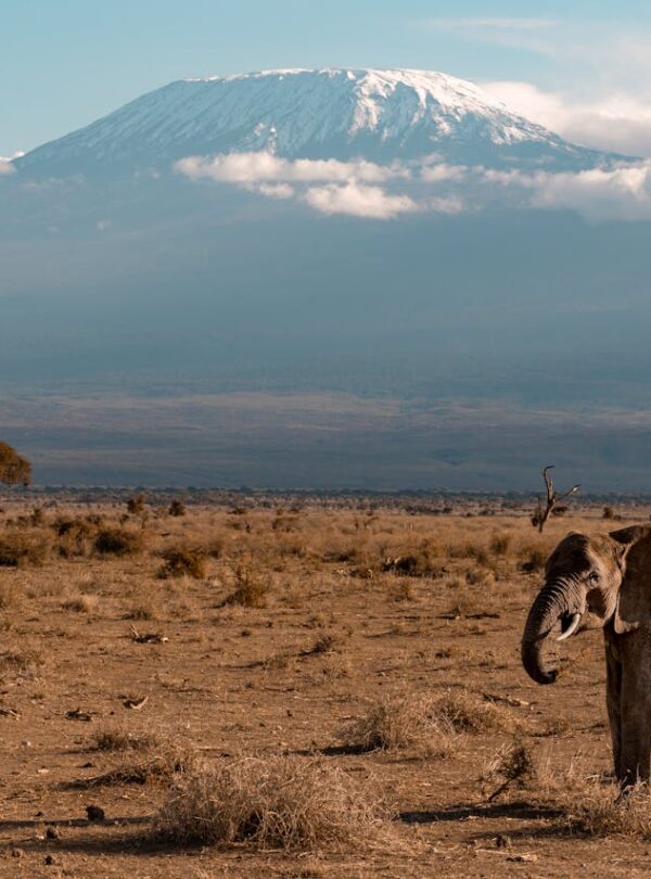 Delmart Travel and tours