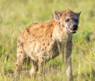 Selous1